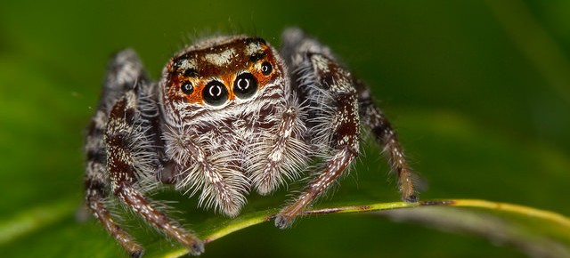 spider macro