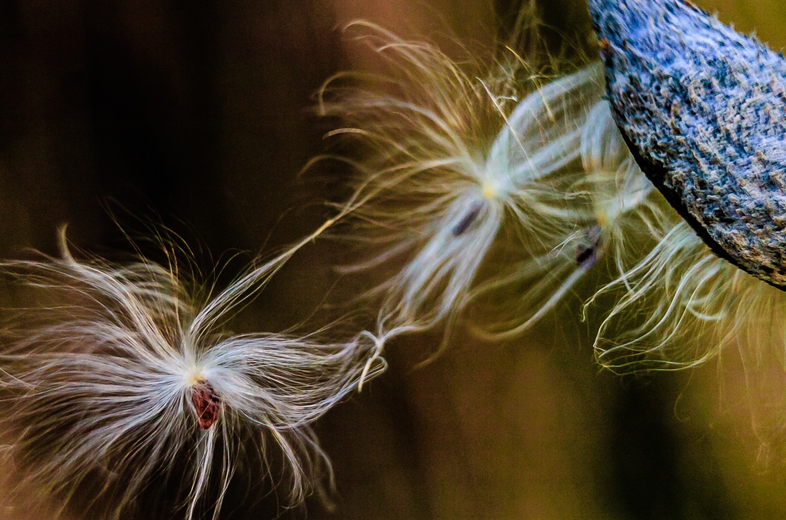 milk-weeds-pods-0048