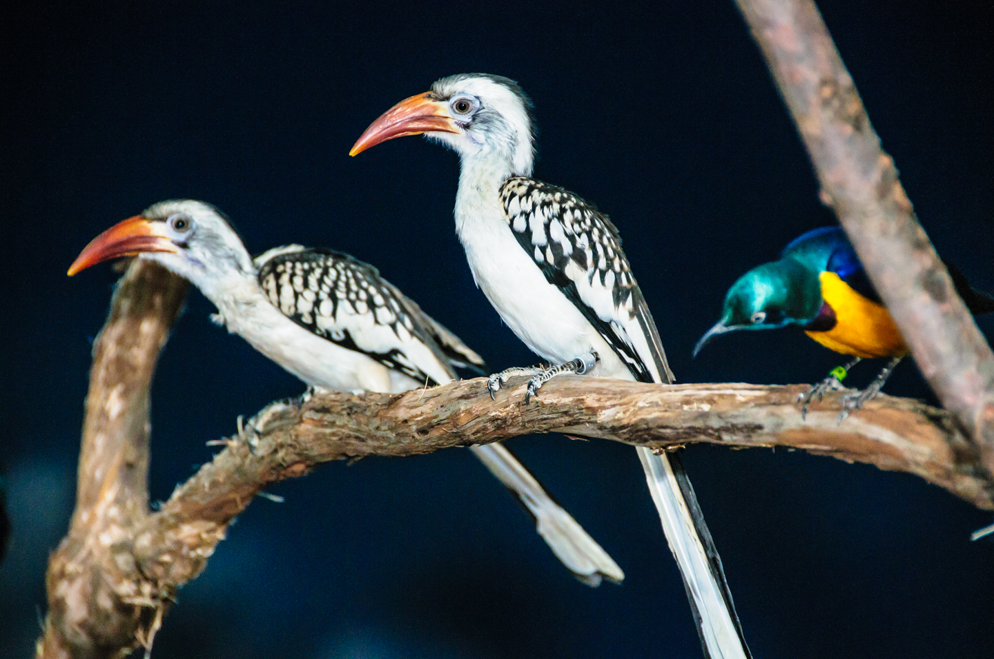 red-billed hornbill-0110