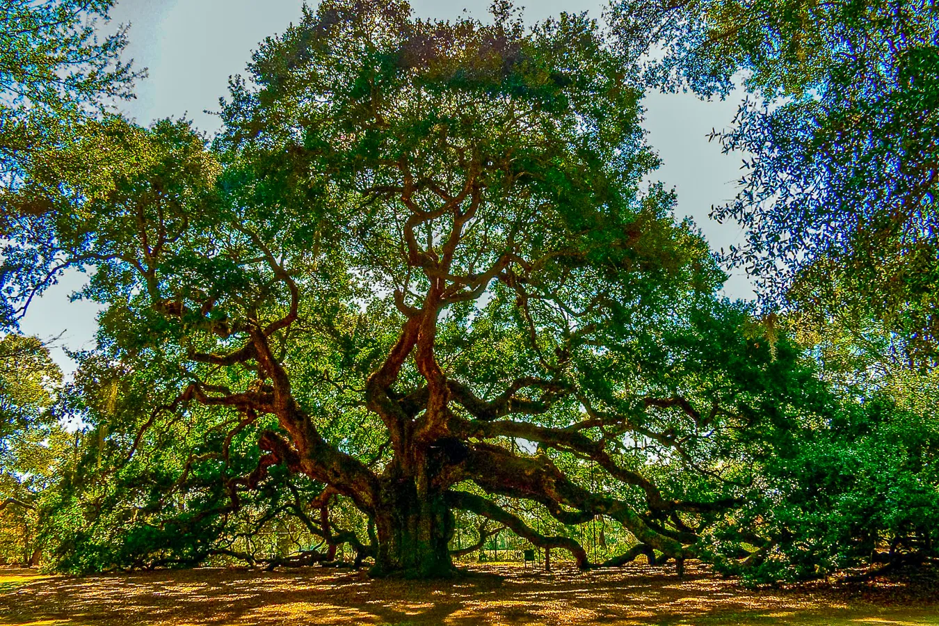 Mystical Angel Oak Tree Photograph by Louis Dallara - Fine Art America