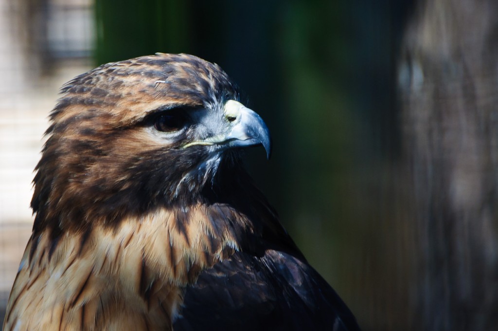 Red-tailed-Hawk