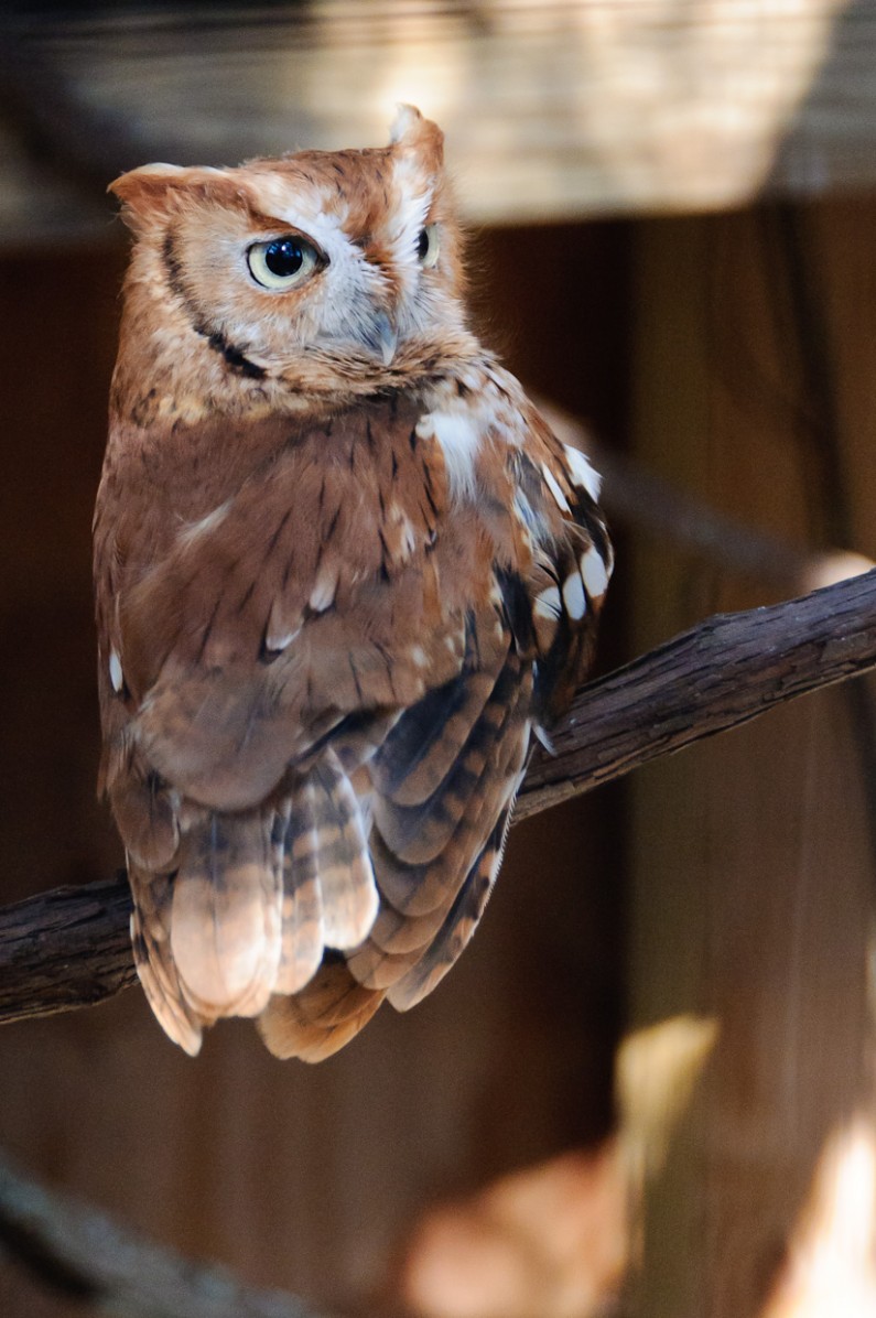 Owl