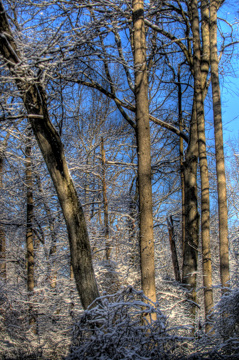 snow-trees-1