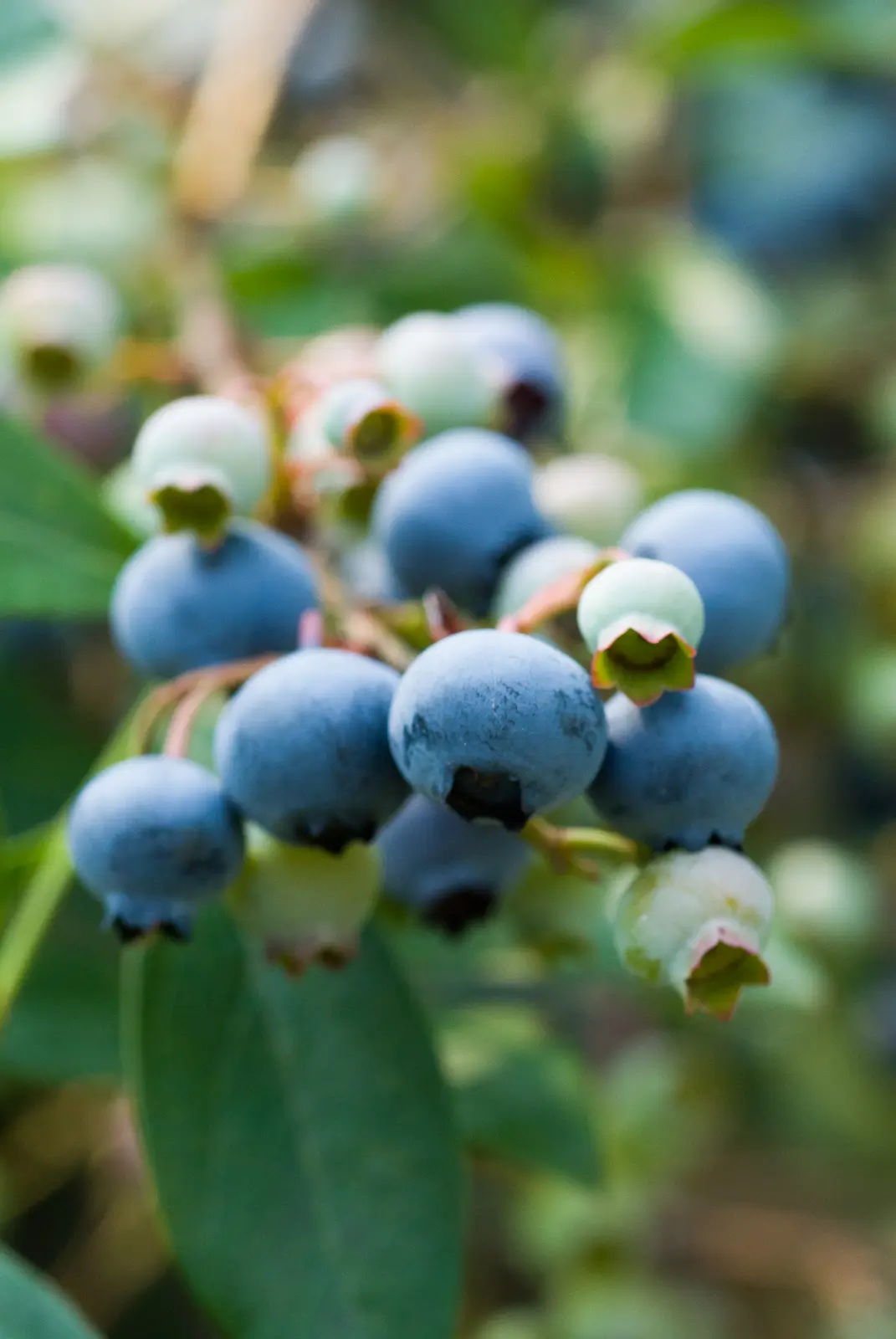 Blueberries photo 237