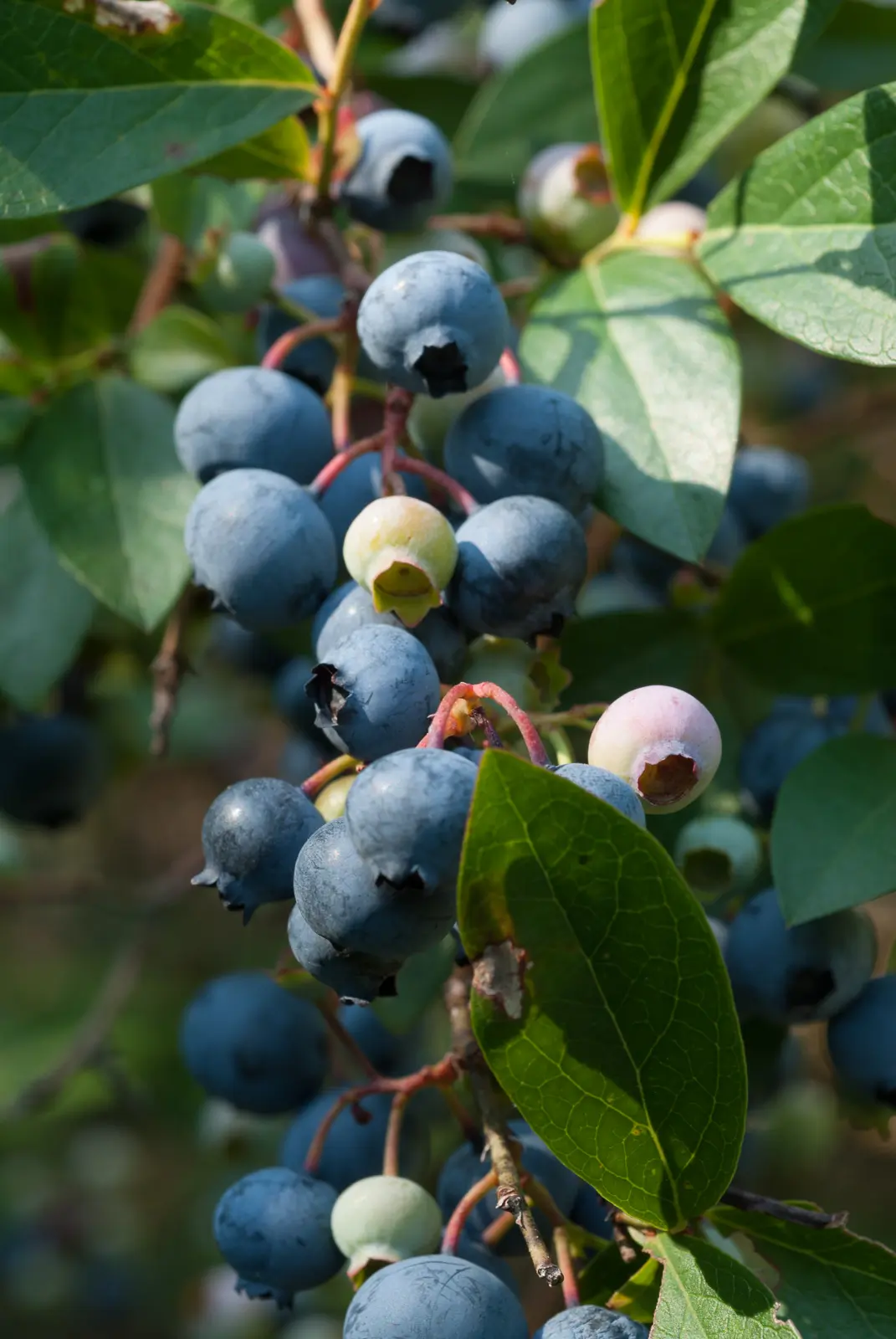 Blueberries photo 247