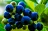 Blueberries photo 640