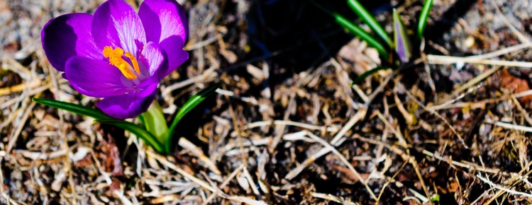 crocus-7545