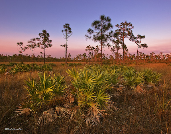fl-pinelands