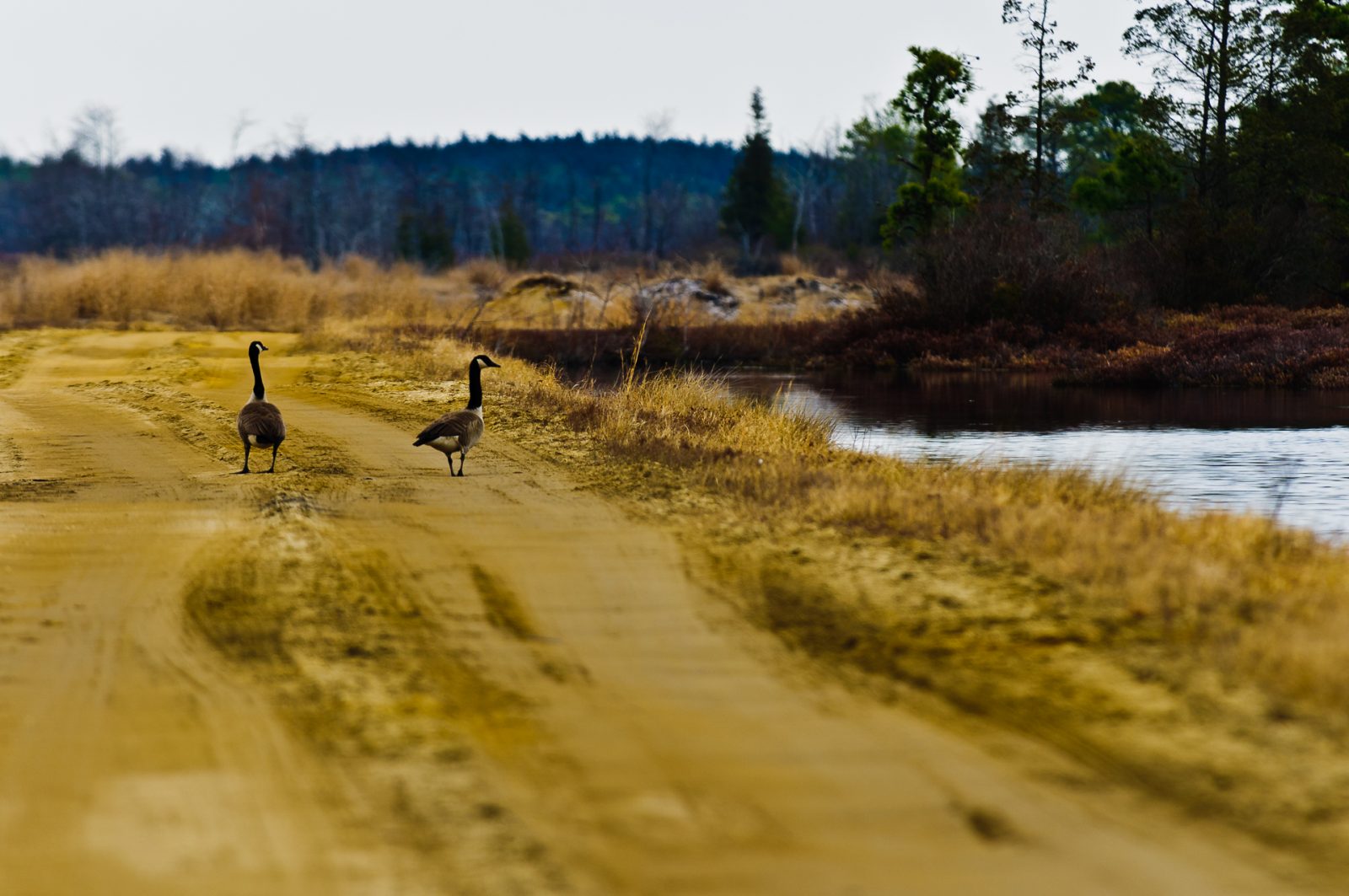 goose-walk-6966