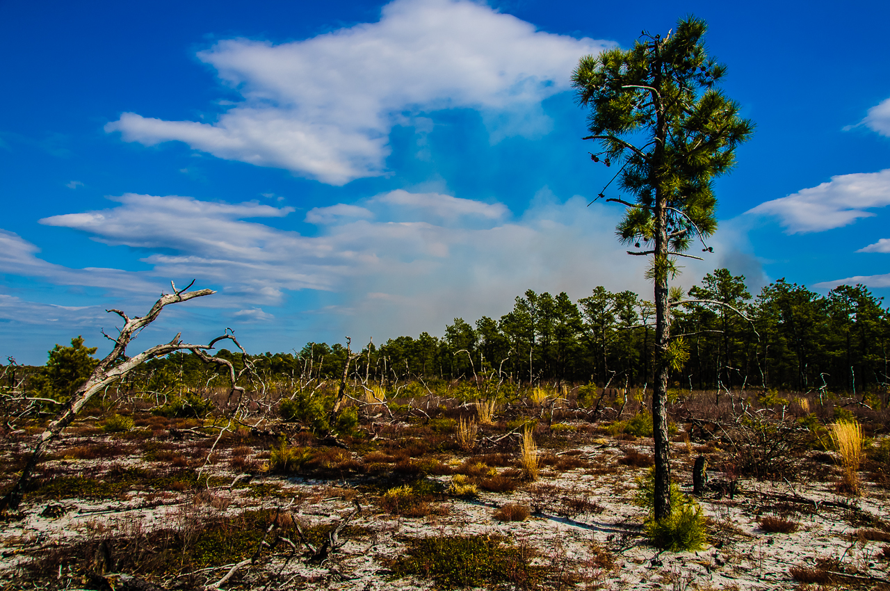 last-pine-tree-7776