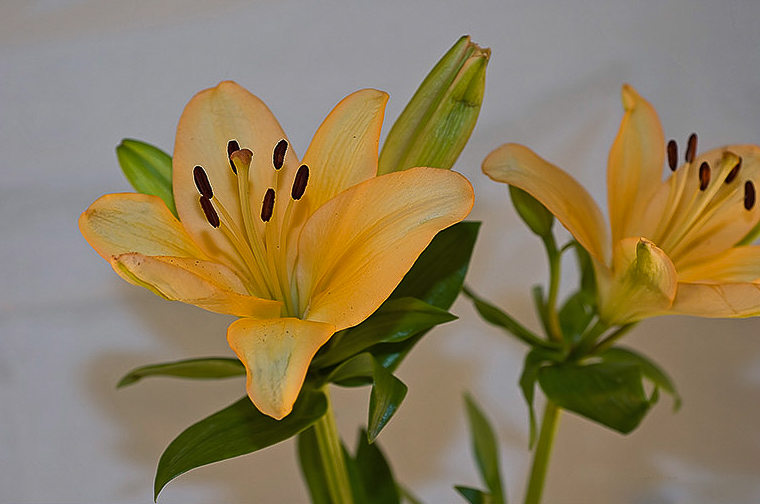 Yellow Lily Flower photo