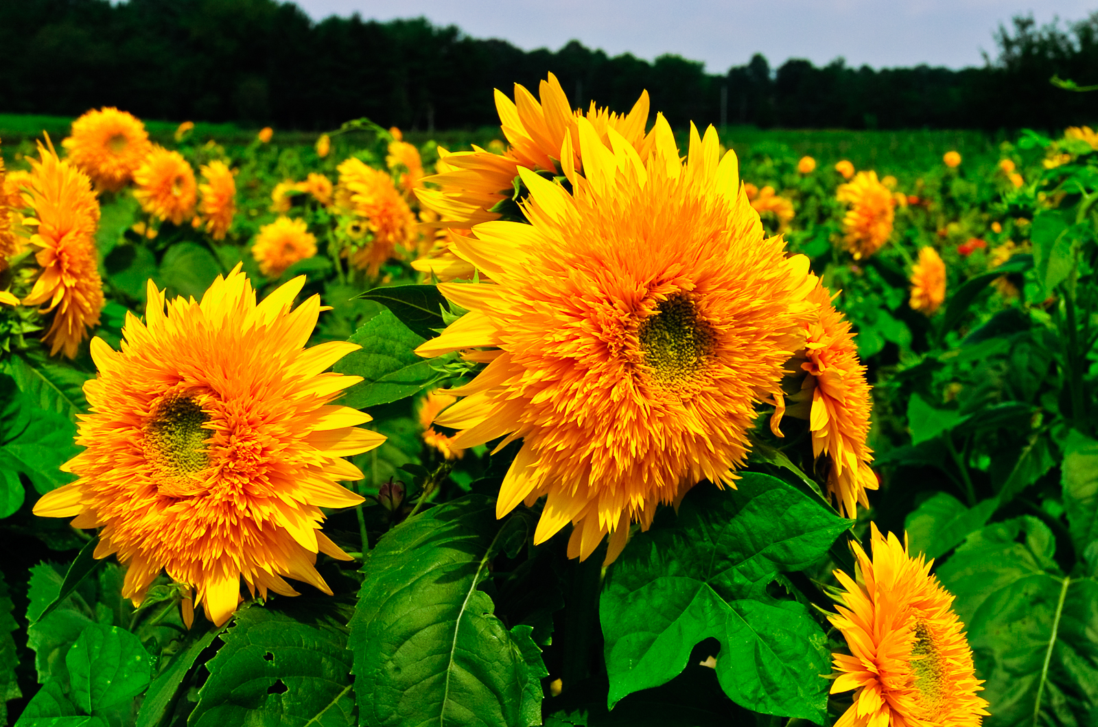 Photo of a fuzzy sunflowers to make you happy.