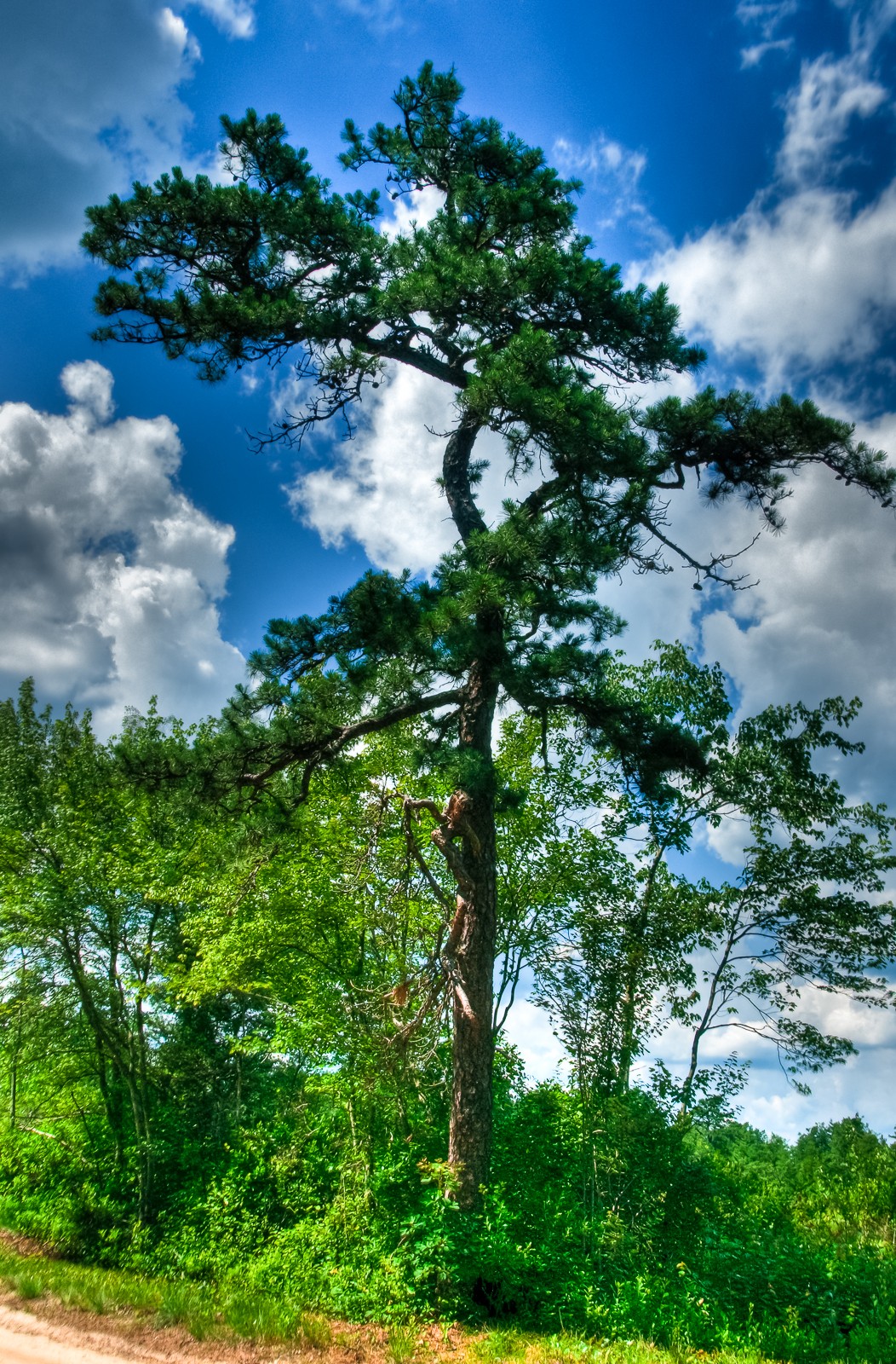 whitesbog-pine-tree-1