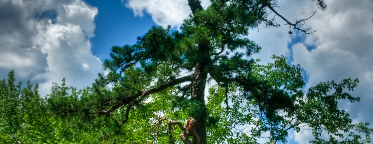 whitesbog-pine-tree-1