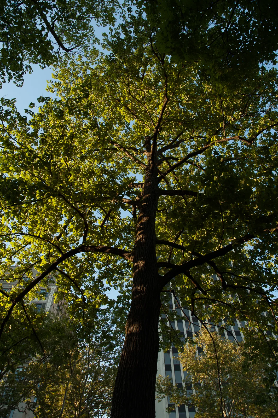 Philly trees 1 photos