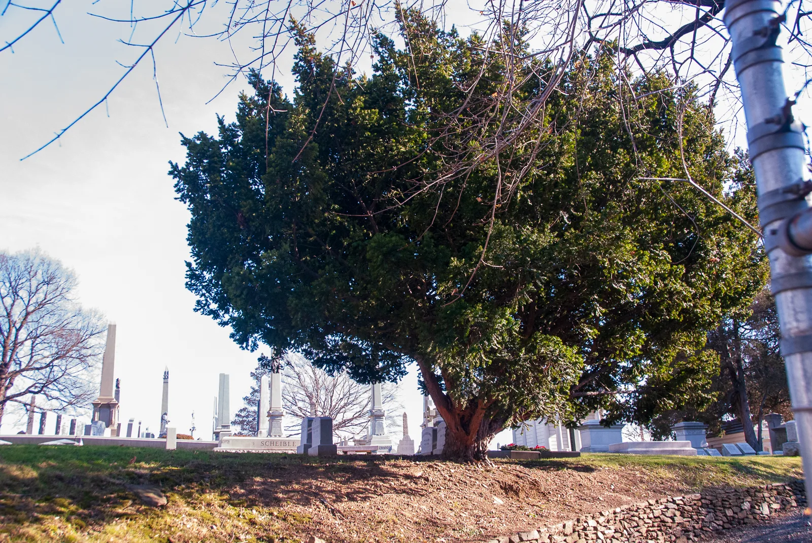 Philly trees 2 photos