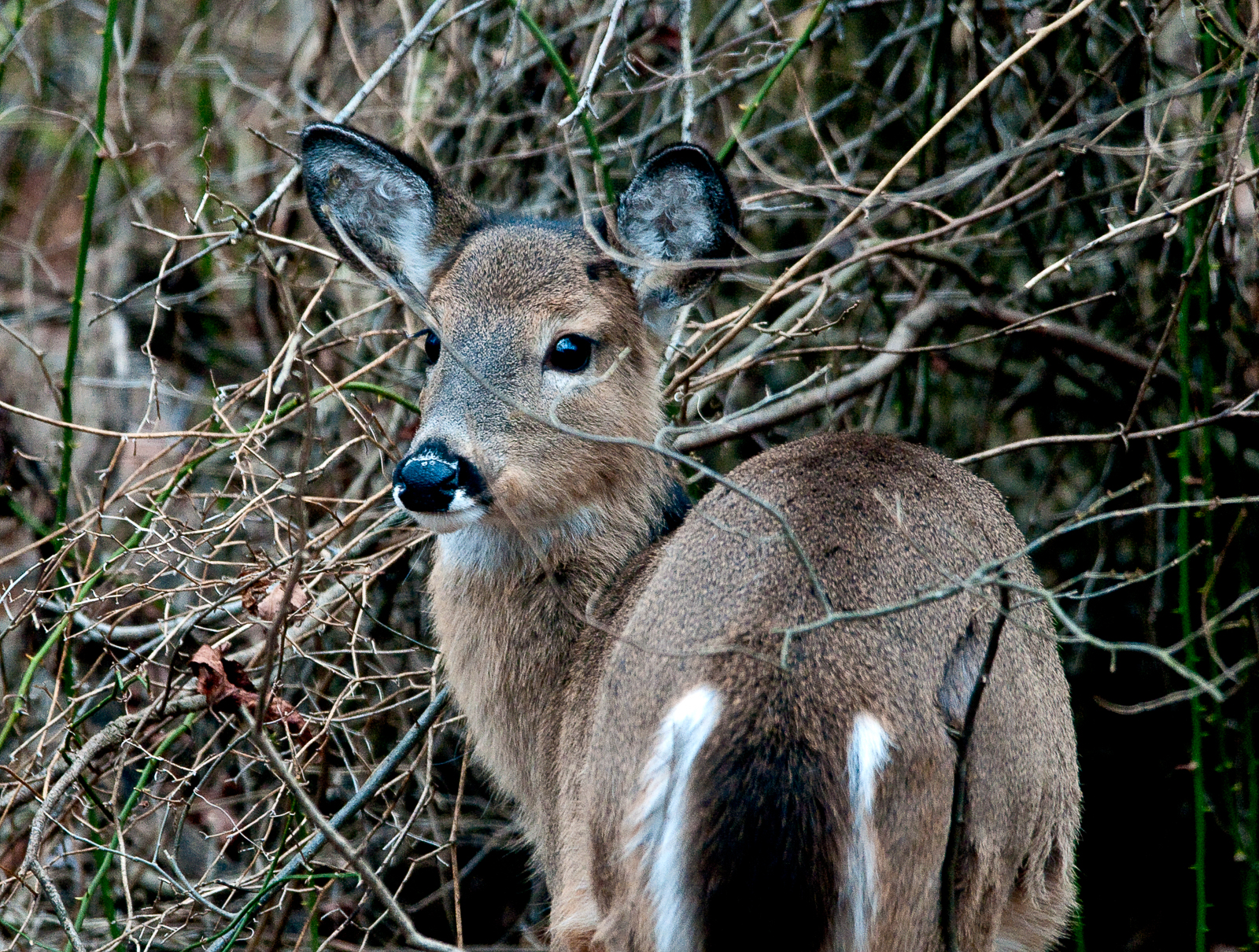baby-deer-