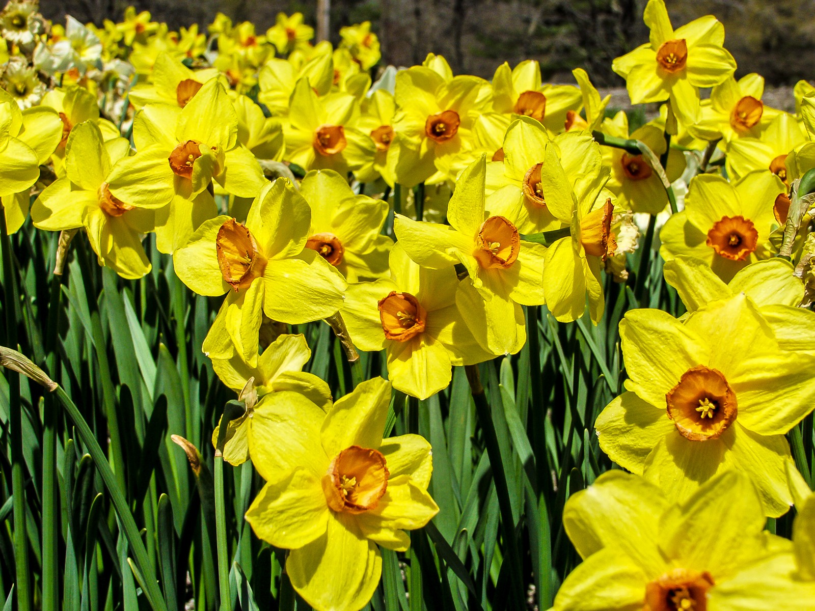 daffodils-4110681
