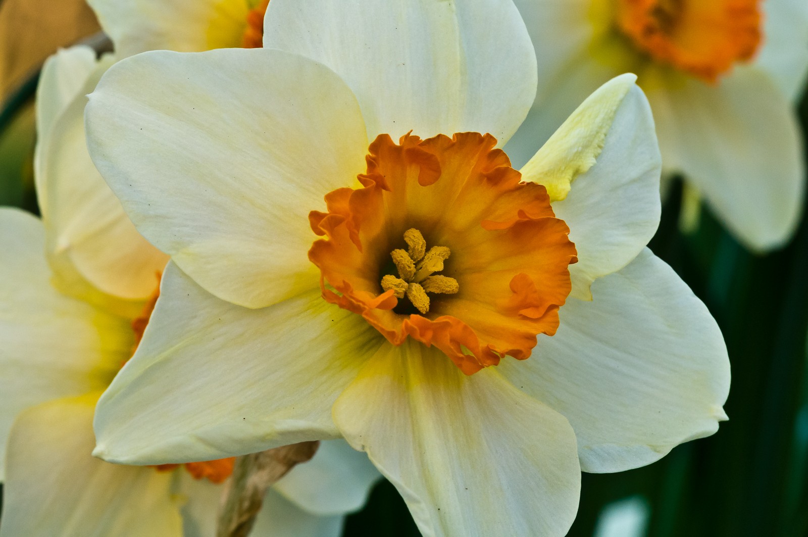 daffodils-6809