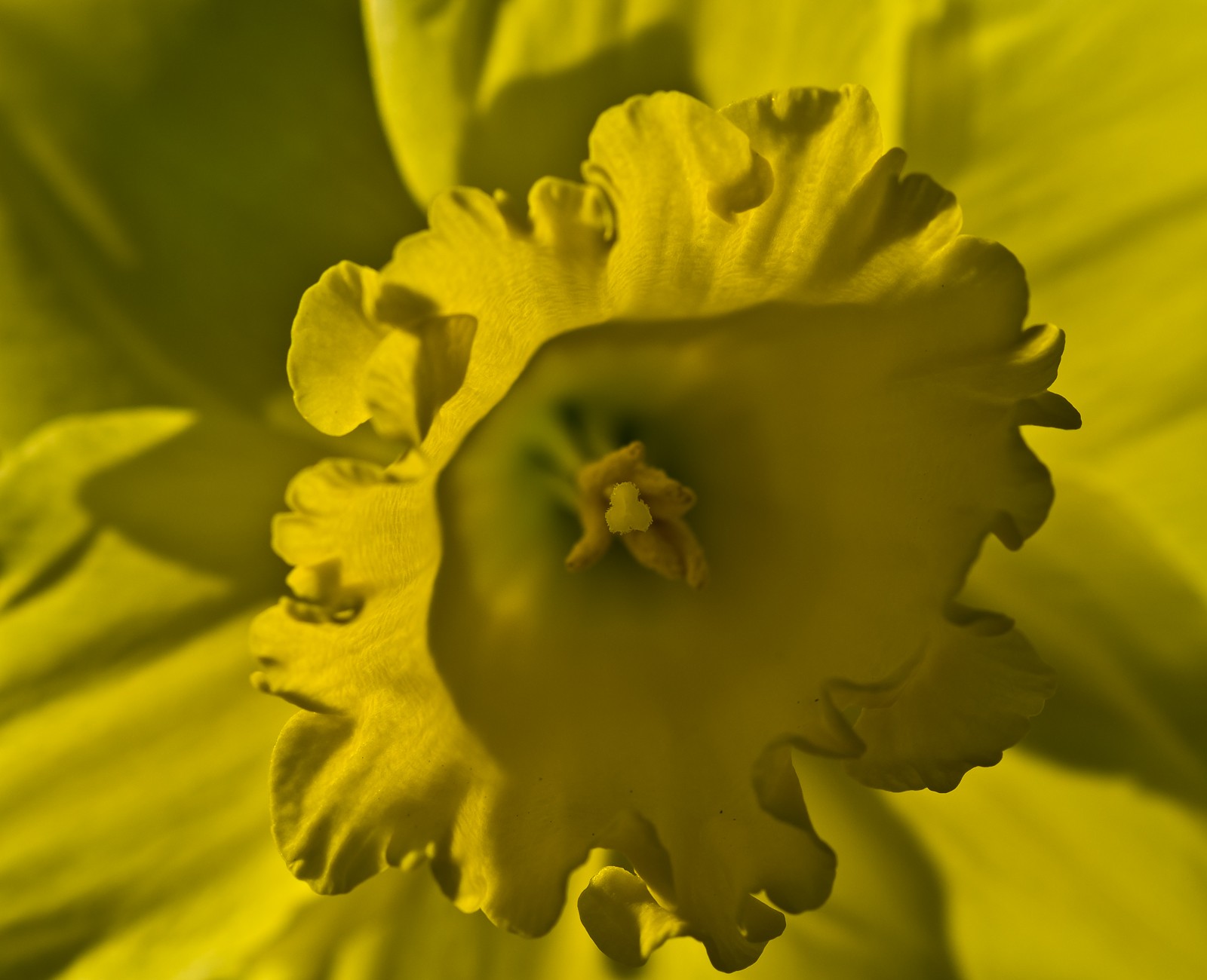 daffodils-6818