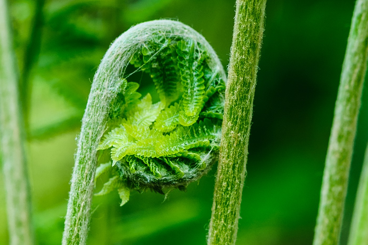 Fern
