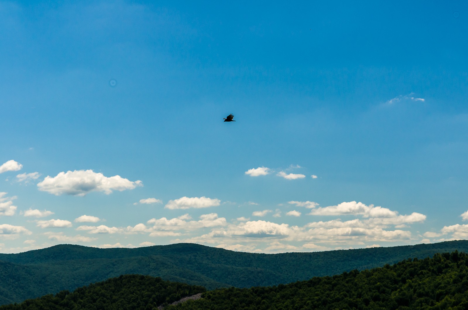 mountain-buzzard-0864