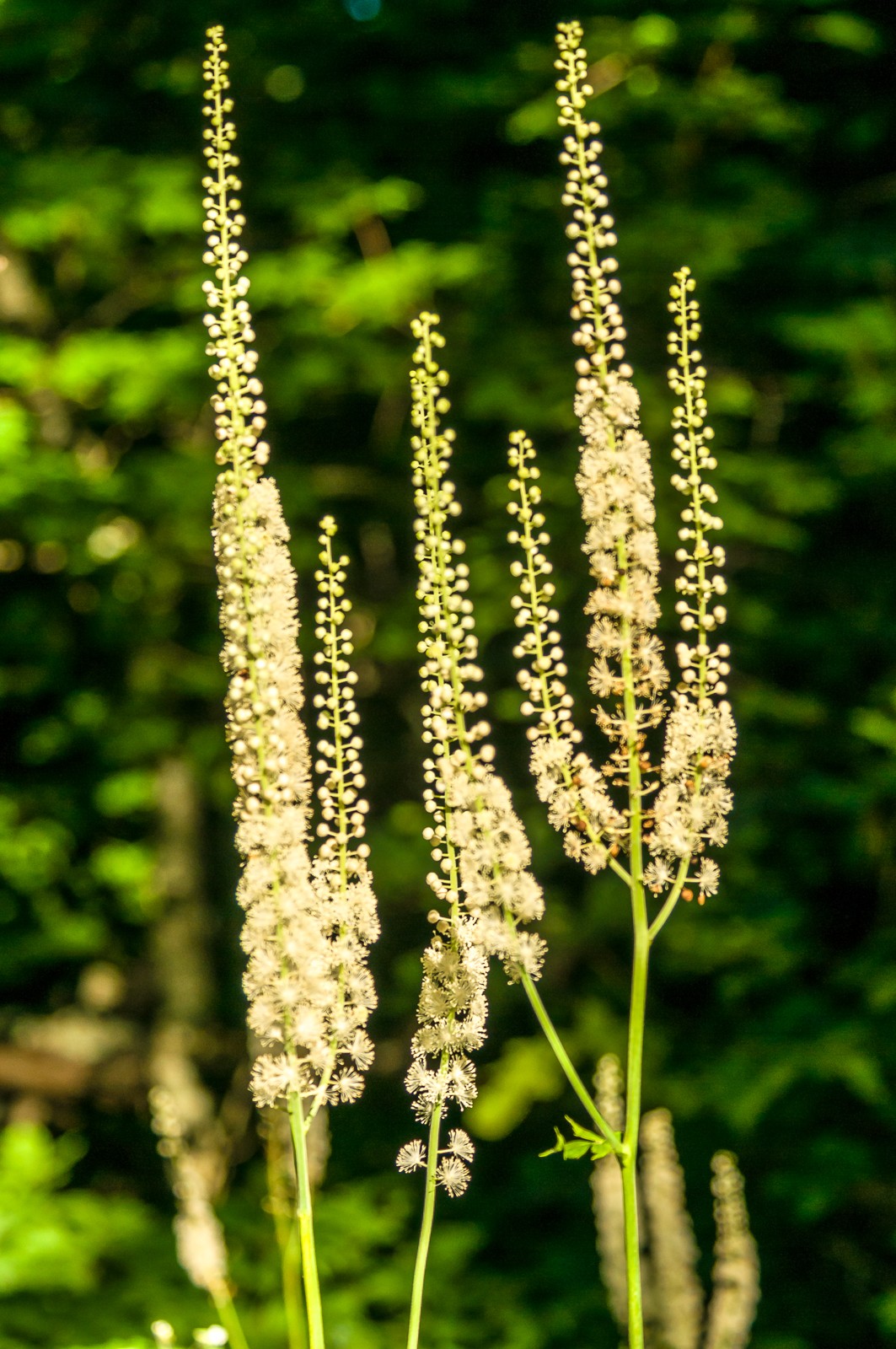 wildflowers-0829