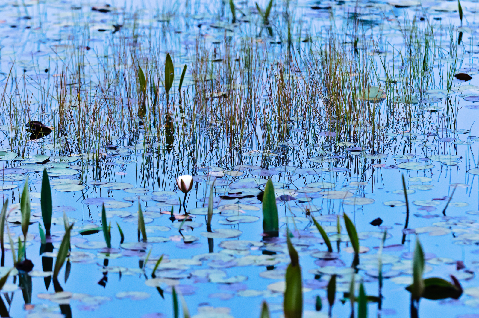 grasses-2767