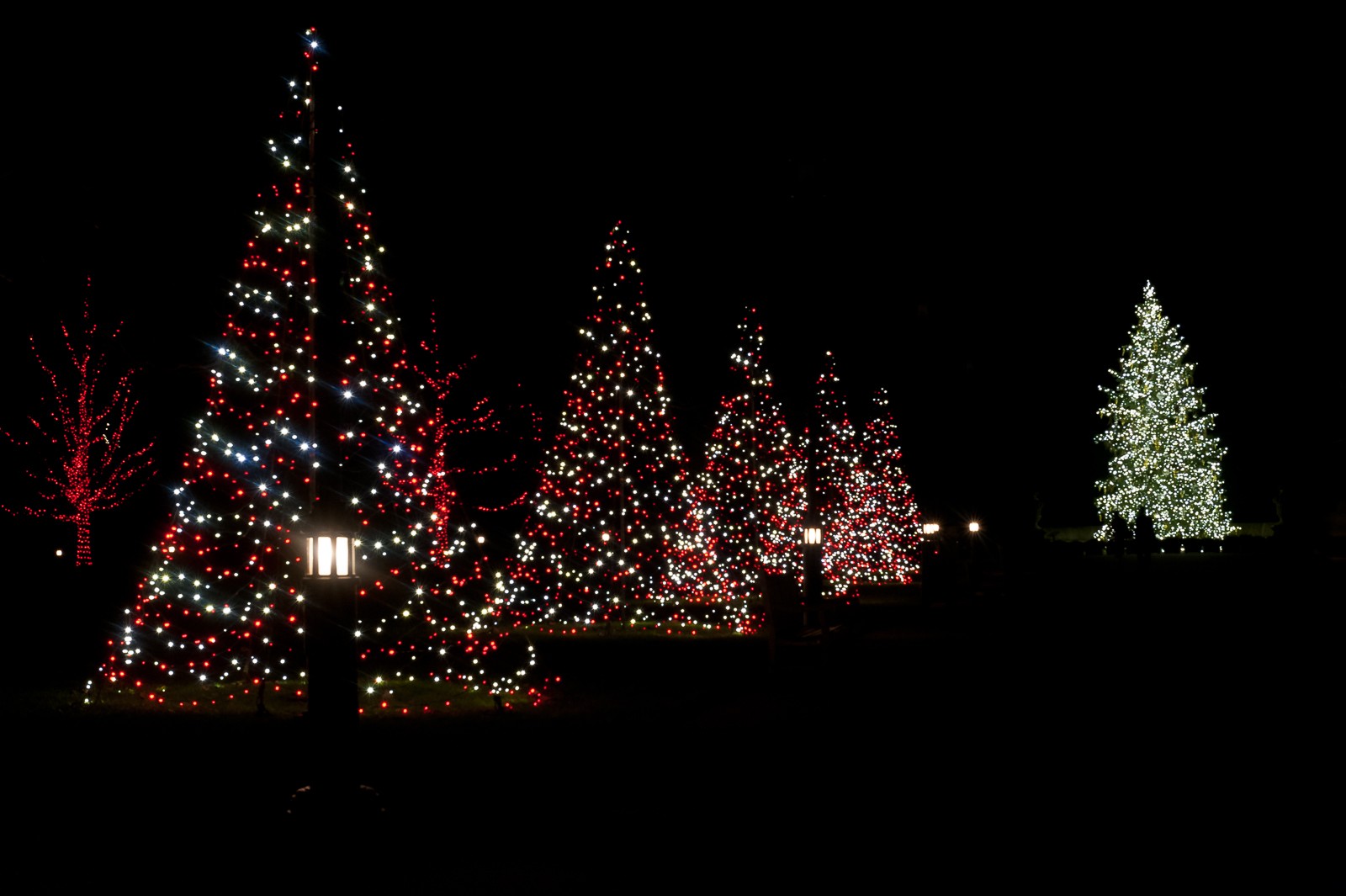tree-lights-longwood-7276