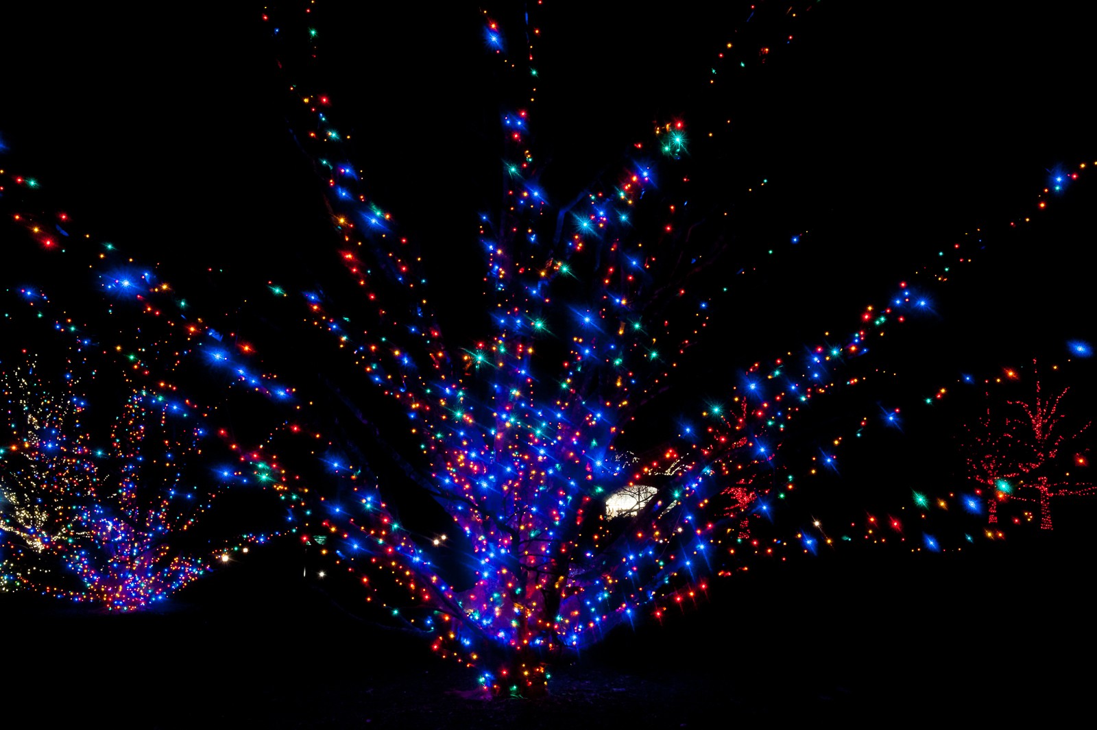 tree-lights-longwood-7287
