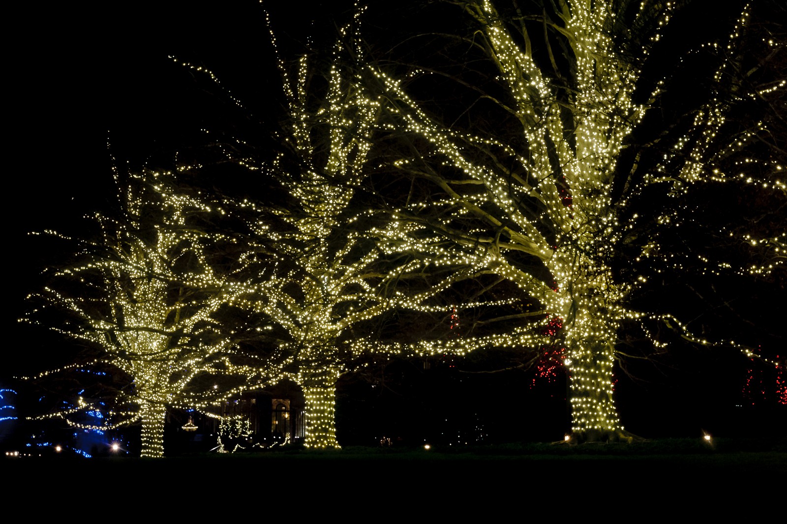 tree-lights-longwood-7290