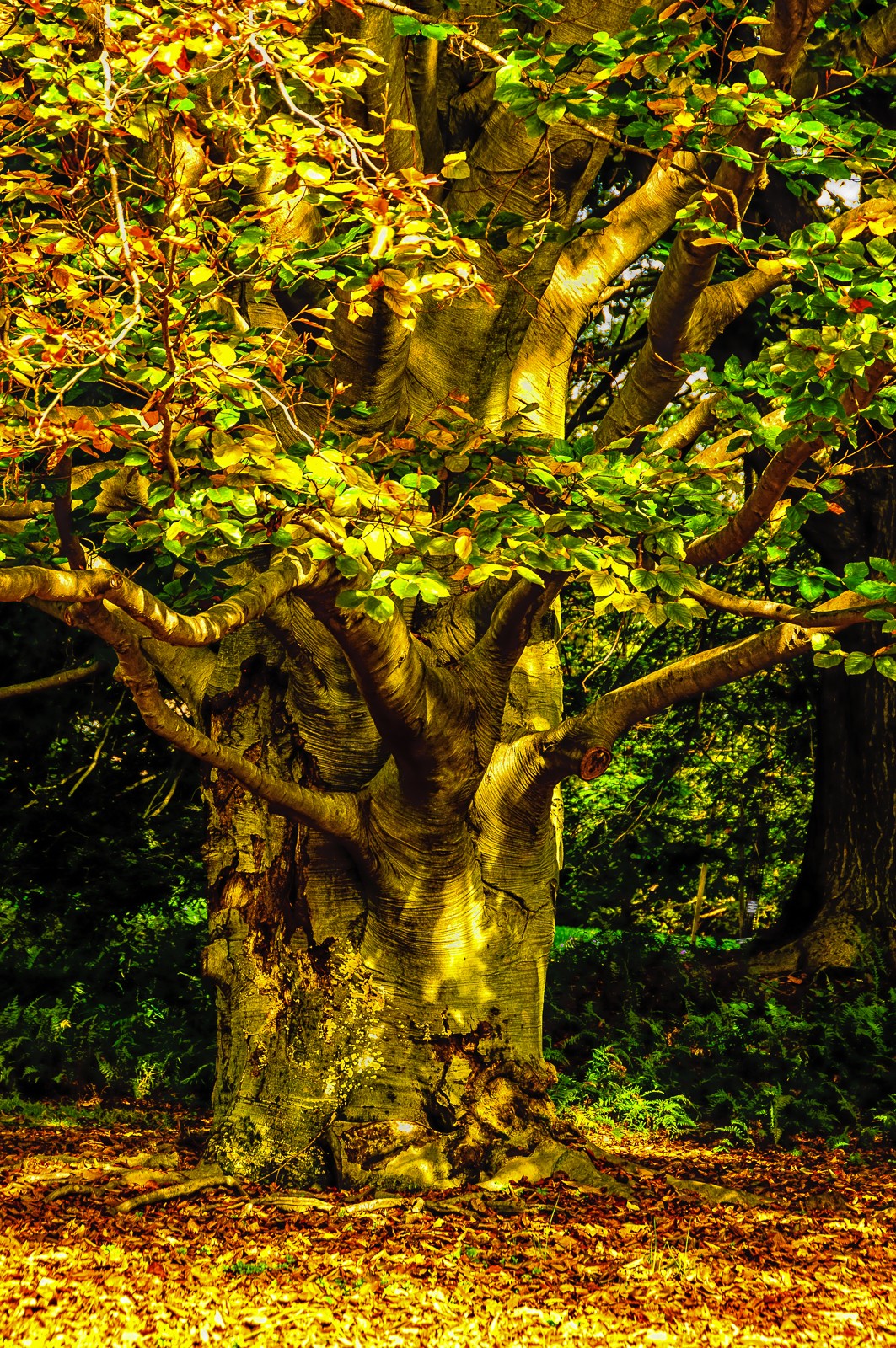 autumn-tree-3717