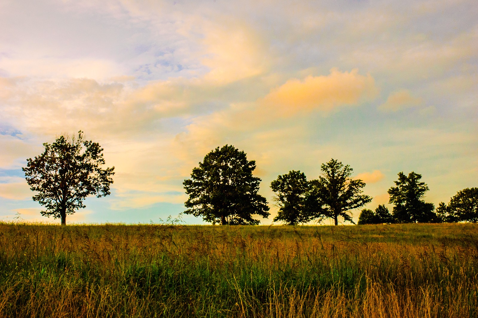 tree line valley-forge-park-0639