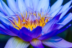 blue water-liliy