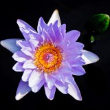 water-liliy flower