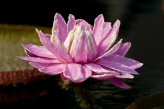 pink water-liliy