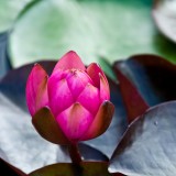 purple water-liliy