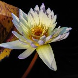 white water-liliy