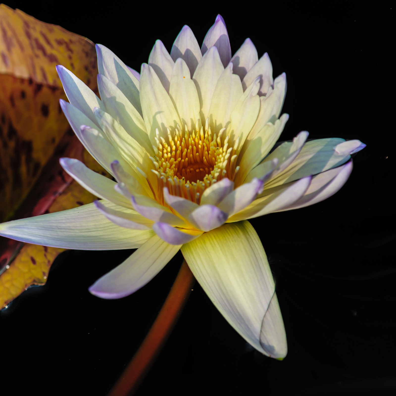 White waterily photograph