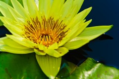 yellow water-liliy