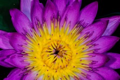 purple water lily