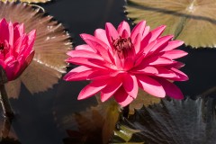 red water-lilies
