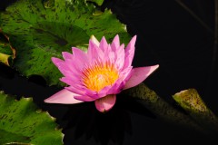 pink water-liliy