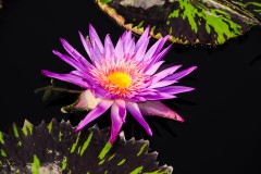 purple water-liliy-3738