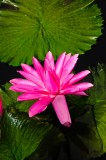 red water-lily