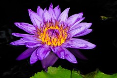 another purple water-lily
