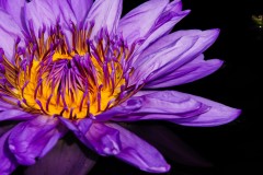 purple water-lilies