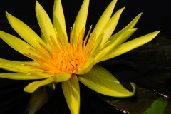 orange water-lily
