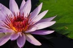 purple water-lily