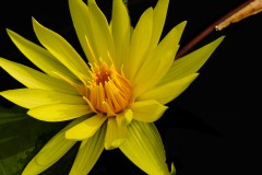 just another orange water-lily